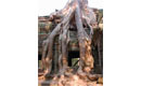 Travel Print - Angkor Tree